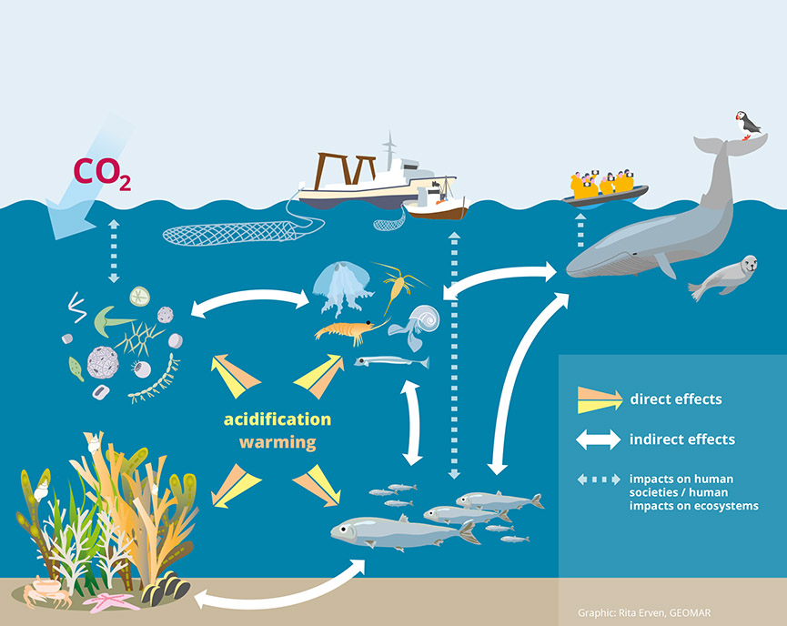 Bioacid Biological Impacts Of Ocean Acidification